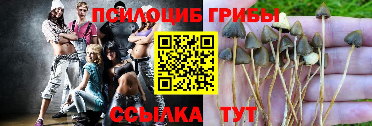 Галлюциногенные грибы Psilocybe Моздок